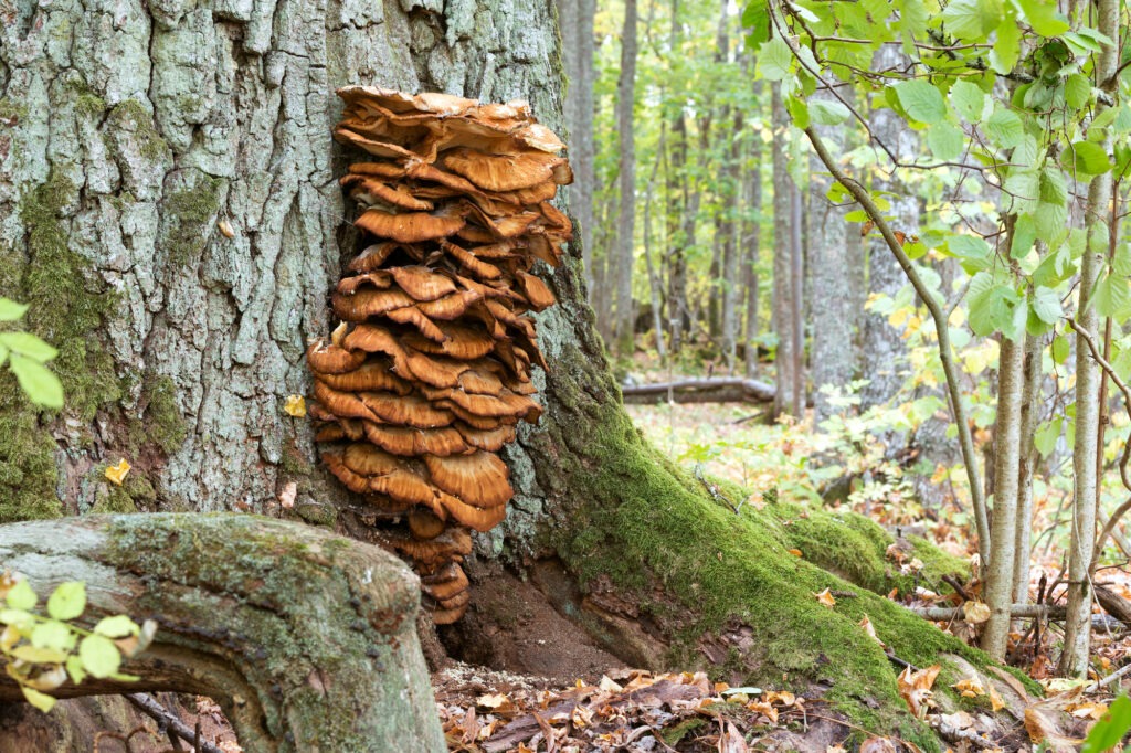 Fungus growing on the base of a large tree