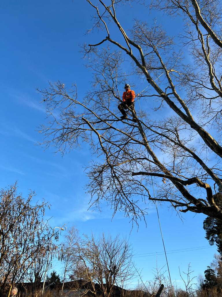 Din Arborist erbjuder trädvård i Stockholm