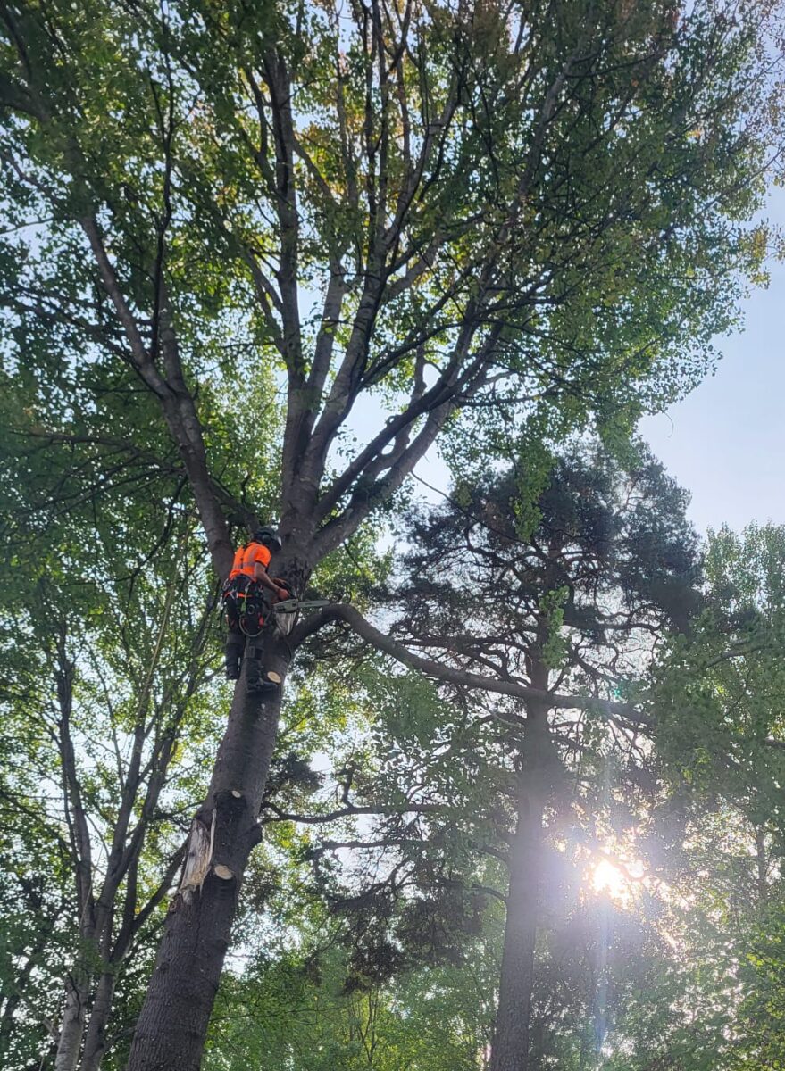 Arborist i Nacka