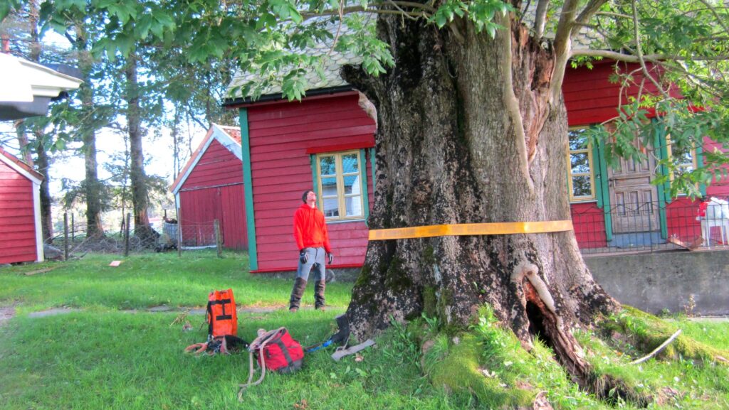 Arboristtjänster i Tyresö