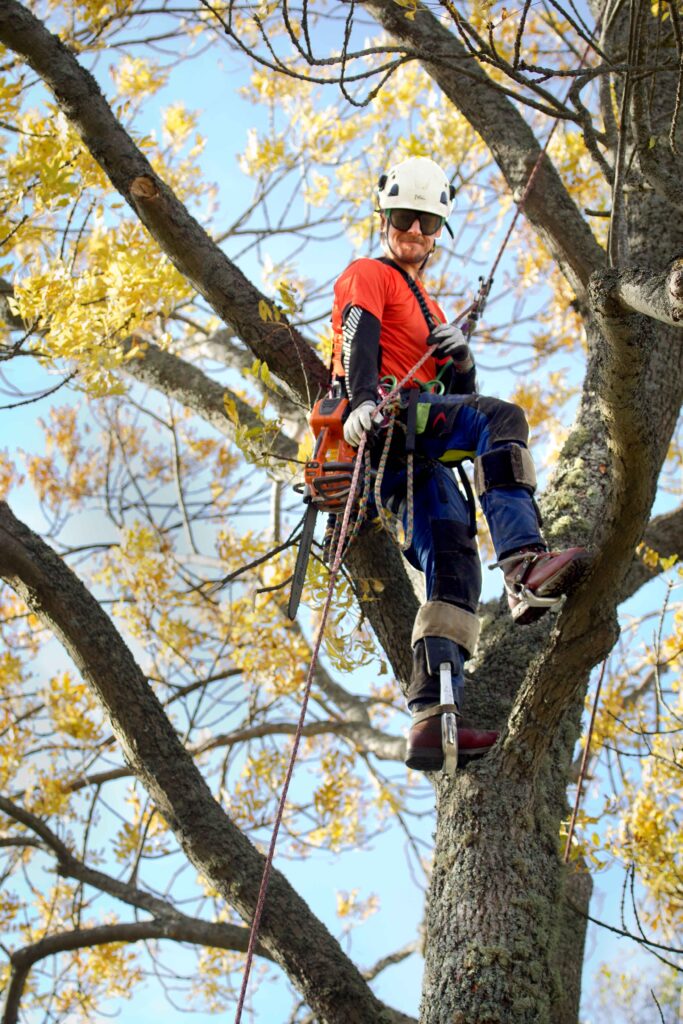 Arboristtjänster i Tyresö- Trädfällning