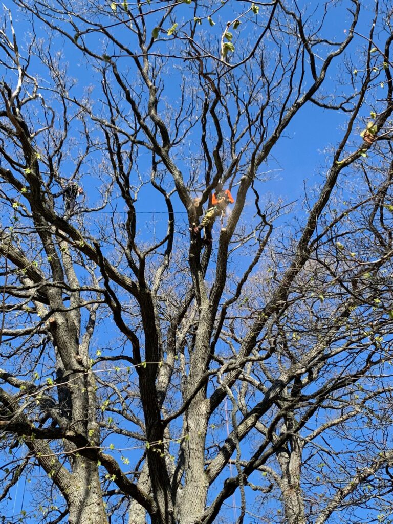 Din Arborist Vendelsö AB