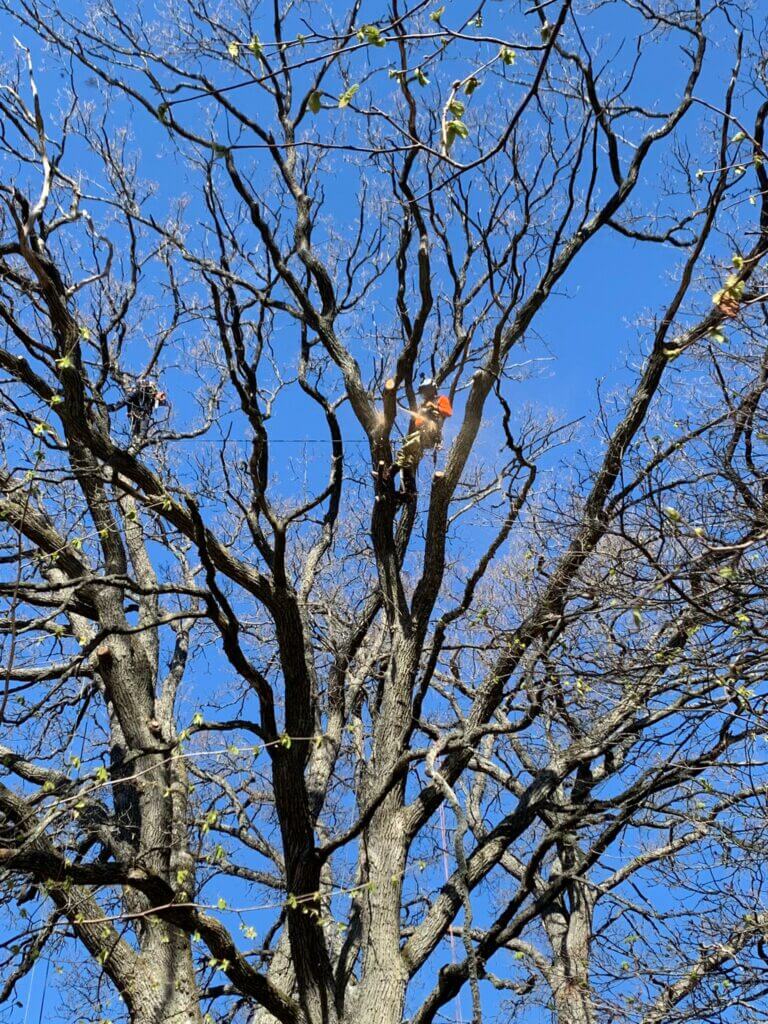 En Arborist som klättrar i en stor ek i Stockholm