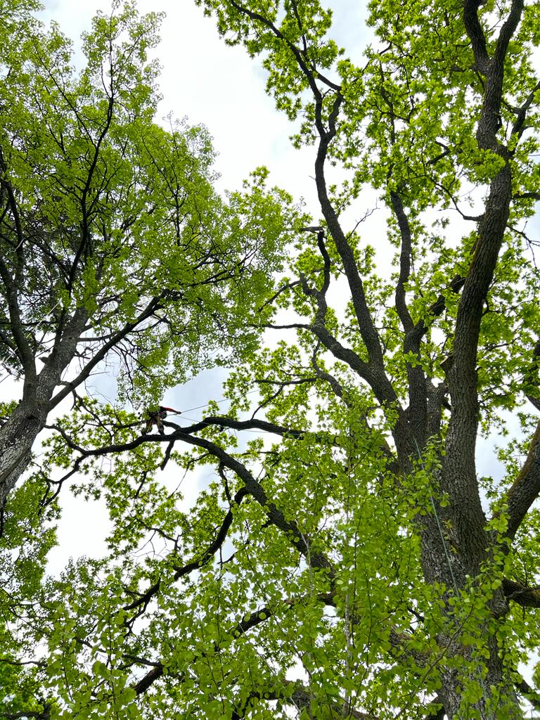 Arborist i Stockholm