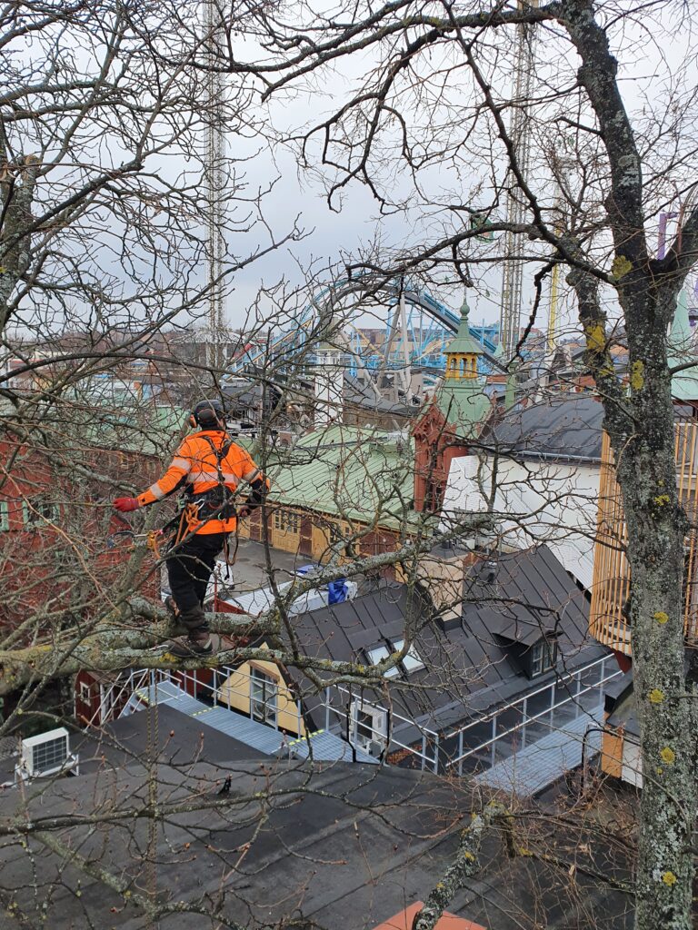 Arborist i Stockholm - Gröna Lund