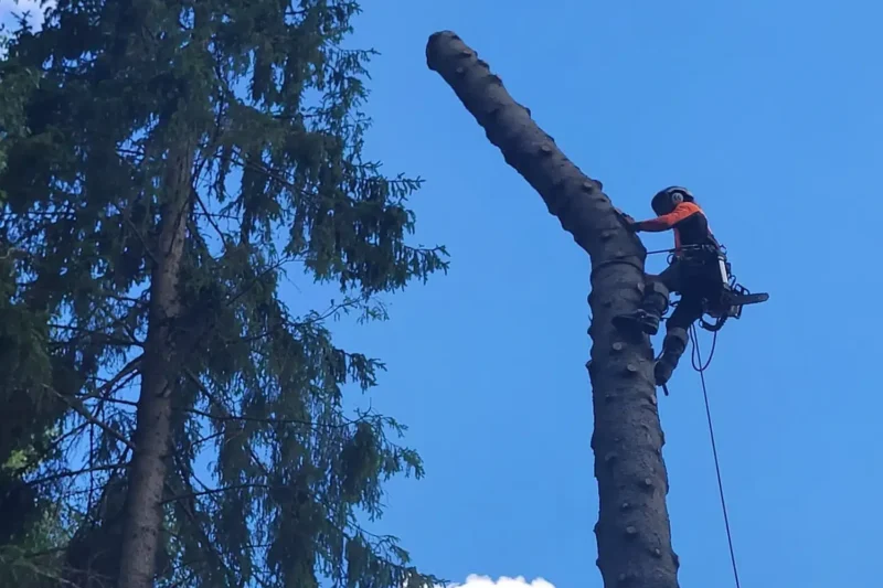 Trädfällning i Stockholm