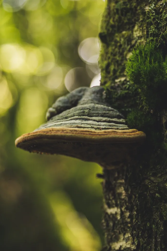 Fomes fomentarius Fnöskticka