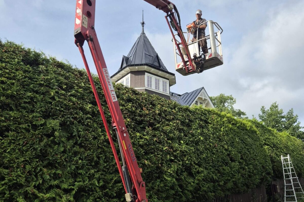 Professionell häckklippning i Stockholm där arborister trimmar hög tujahäck med skylift.