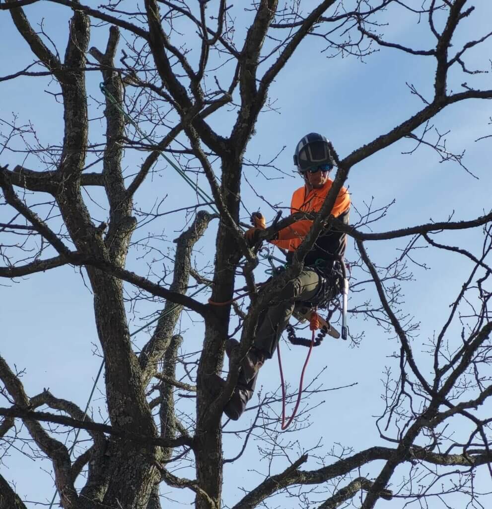 Trädbeskärning i Huddinge - Arborist i Huddinge