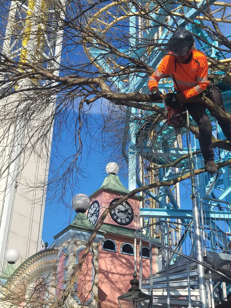 Om Din Arborist - Trädbeskärning på gröna lund i Stockholm