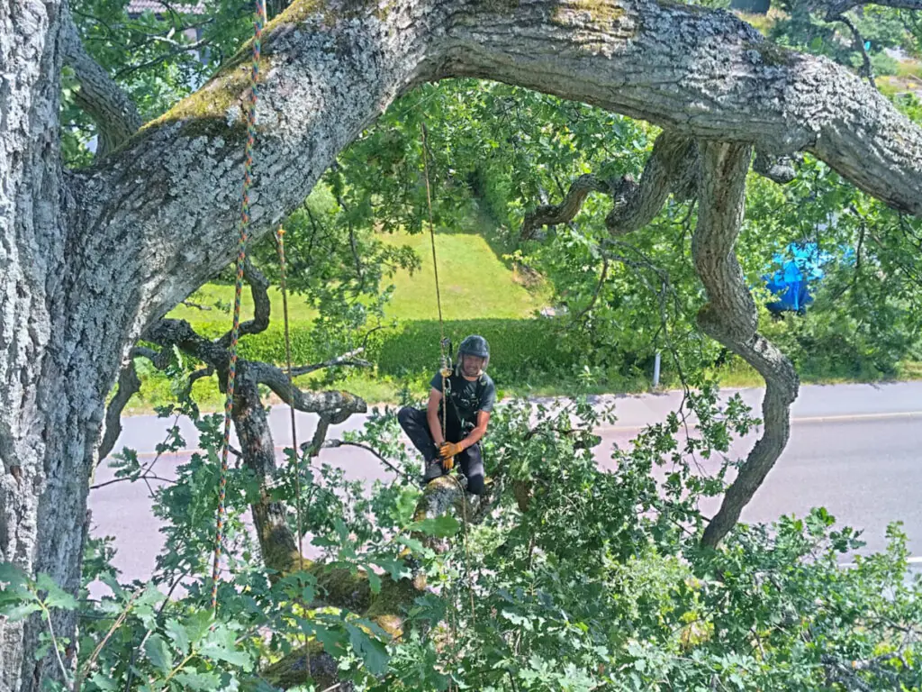 IMG-20240715-WA0034 (1) Certifierad arborist i Haninge arbetar i träd