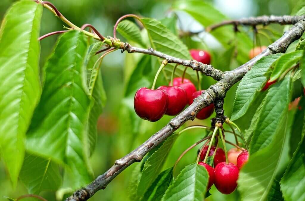 Fruktträdsbeskärning - Din Arborist