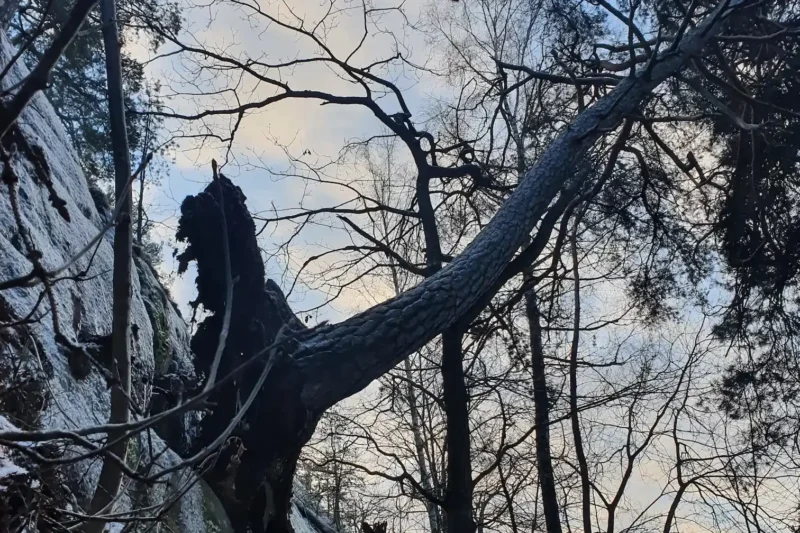 Träd med rotsystem som har kollapsat – exempel på riskträd vid riskbedömning.