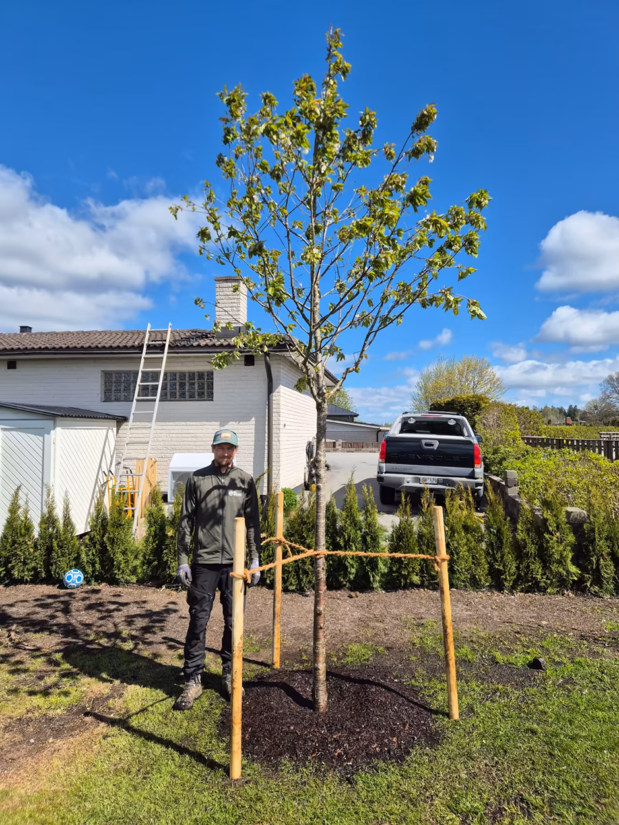 Trädplantering i Stockholm