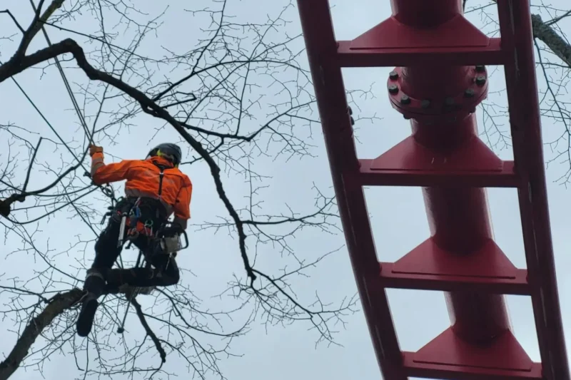 Arborist beskär träd inne på nöjesparken Gröna Lund i Stockholm.
