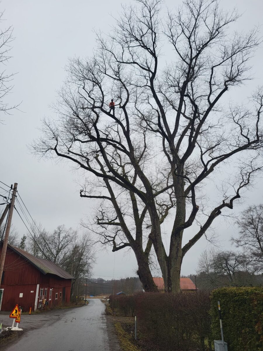 Trädbeskärning i Stockholm