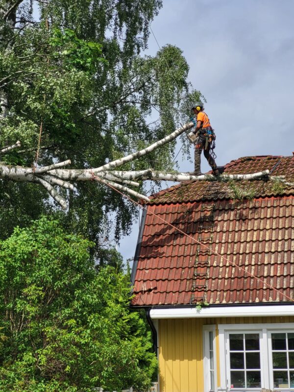 Riskbedömning av träd i Stockholm