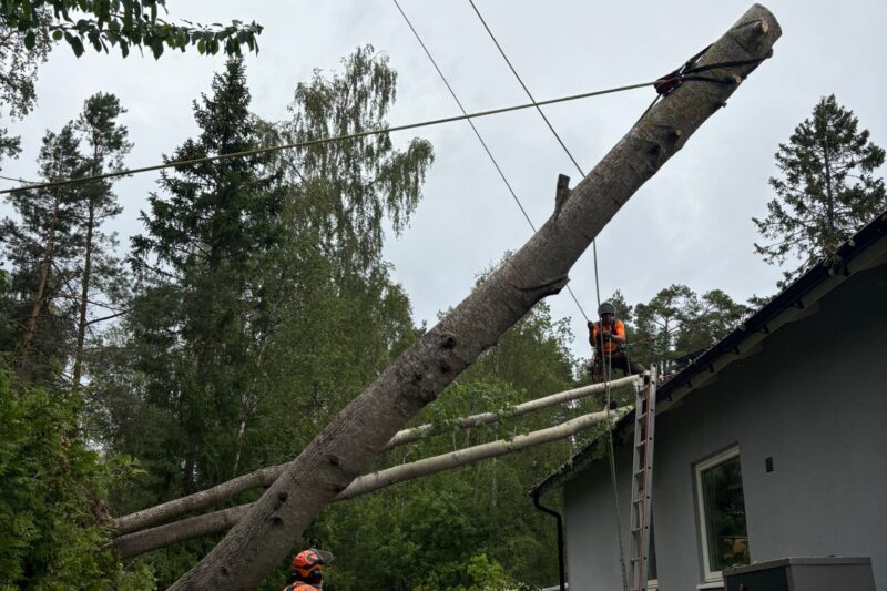 Akut trädfällning i Stockholm där arborister säkert tar bort stormskadade träd från tak.