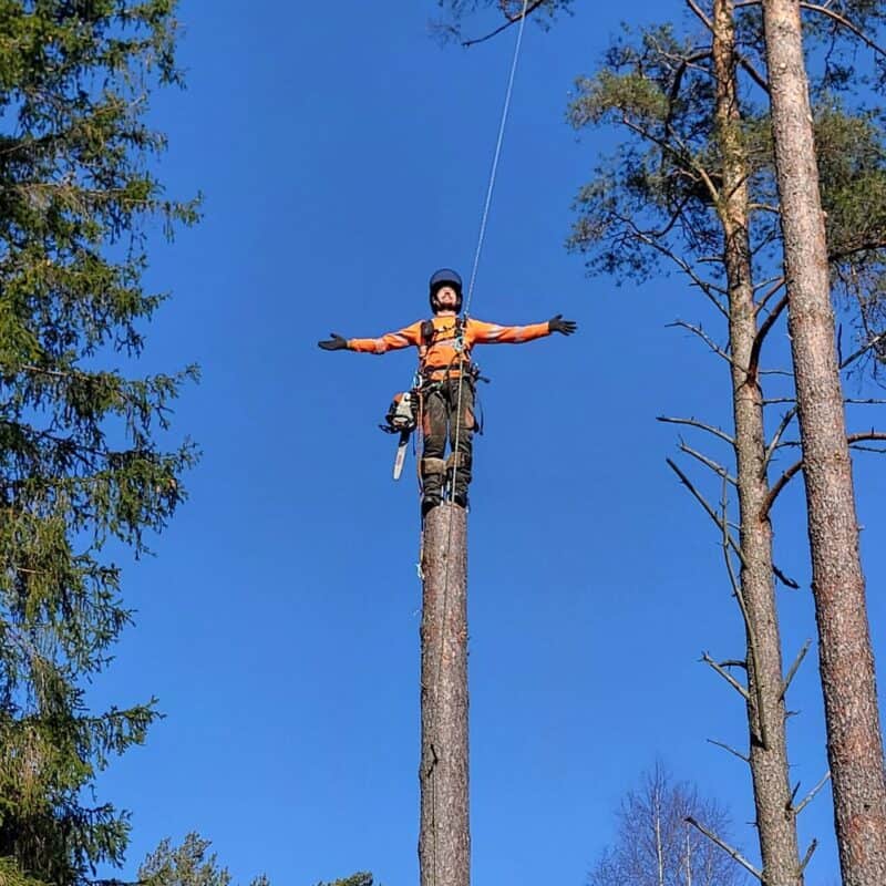 IMG-20260310-WA0025 Trädfällning i Haninge -Sektionsfällning. Arboristen arbetar högt uppe i ett träd